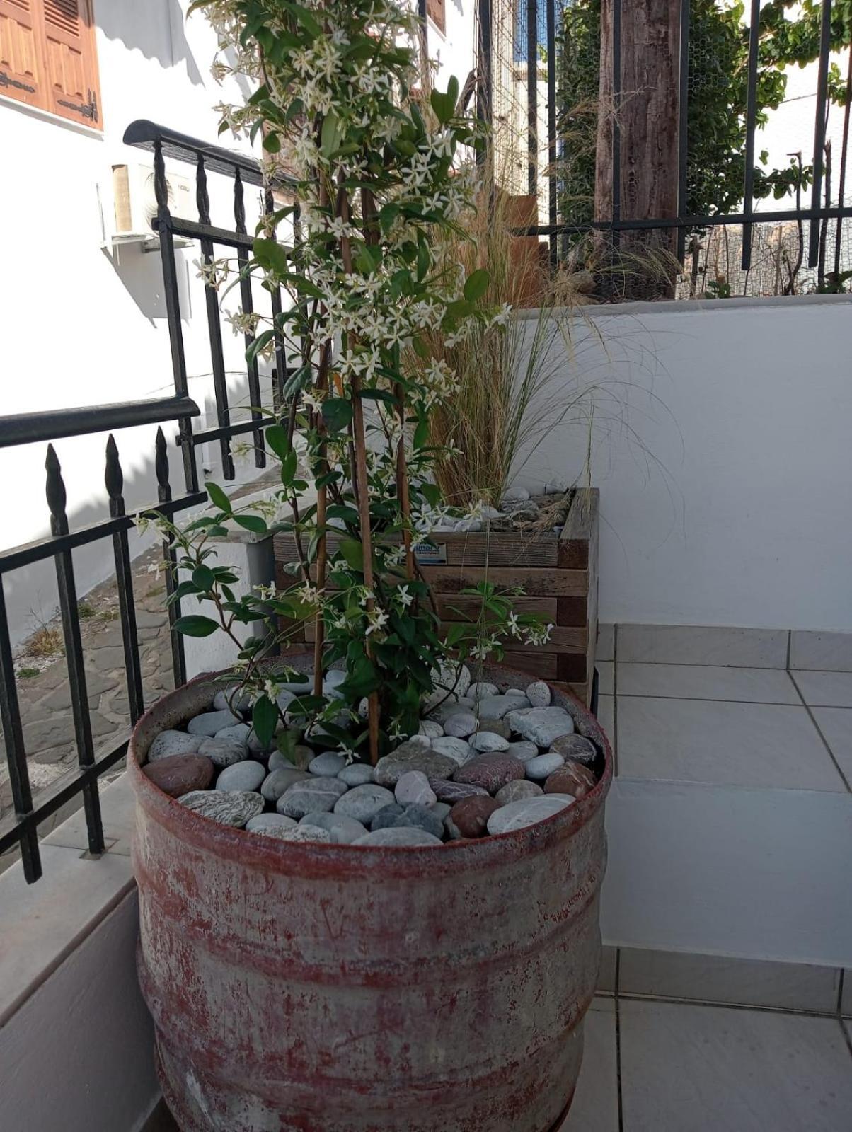 Appartement Limonospito *